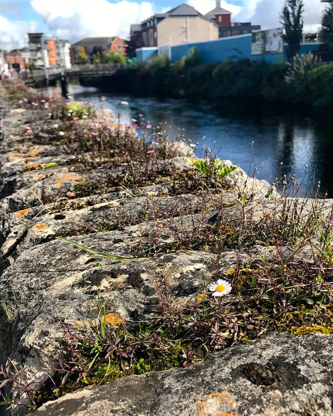 River Lee, Cork City