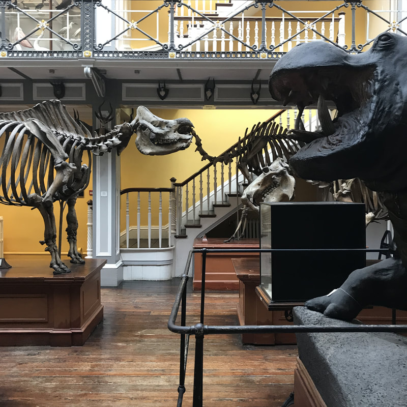 The second floor of the National Museum of Natural History in Dublin